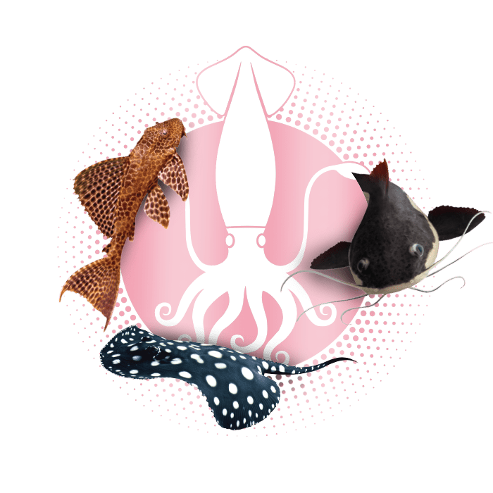 Ilustração Squid